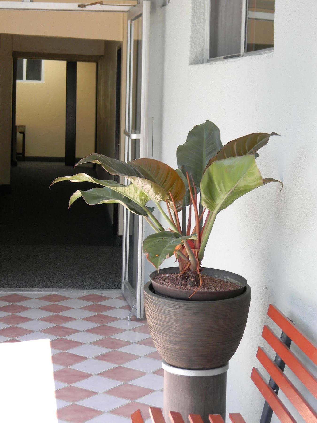 Hotel Plaza Hermosa Tijuana Ngoại thất bức ảnh